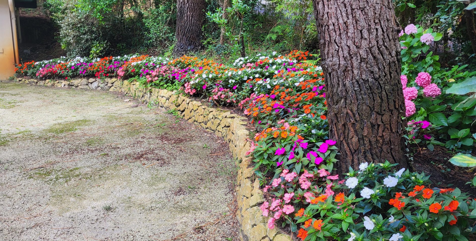 Massif de balsamines multicolores le long d’un muret en pierres sèches